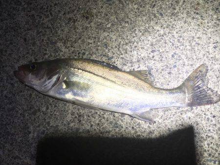 ライトゲームで多種目釣り